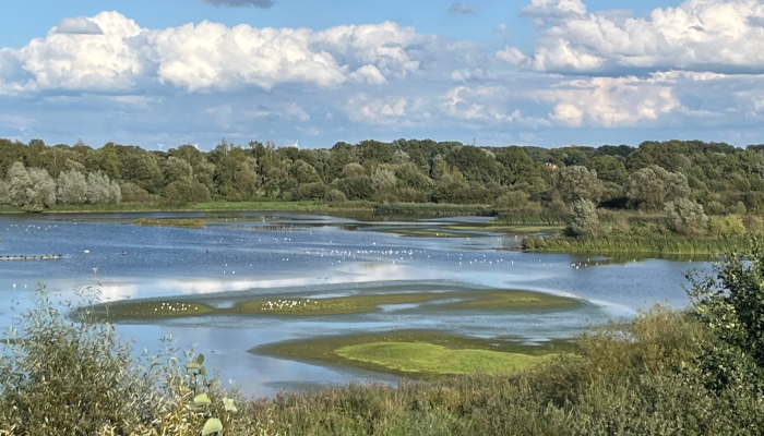 auf-gehts-zu-den-uferschnepfen-wassertieren-fischen-lurchen-kroeten-und-co-in-den-rieselfeldern